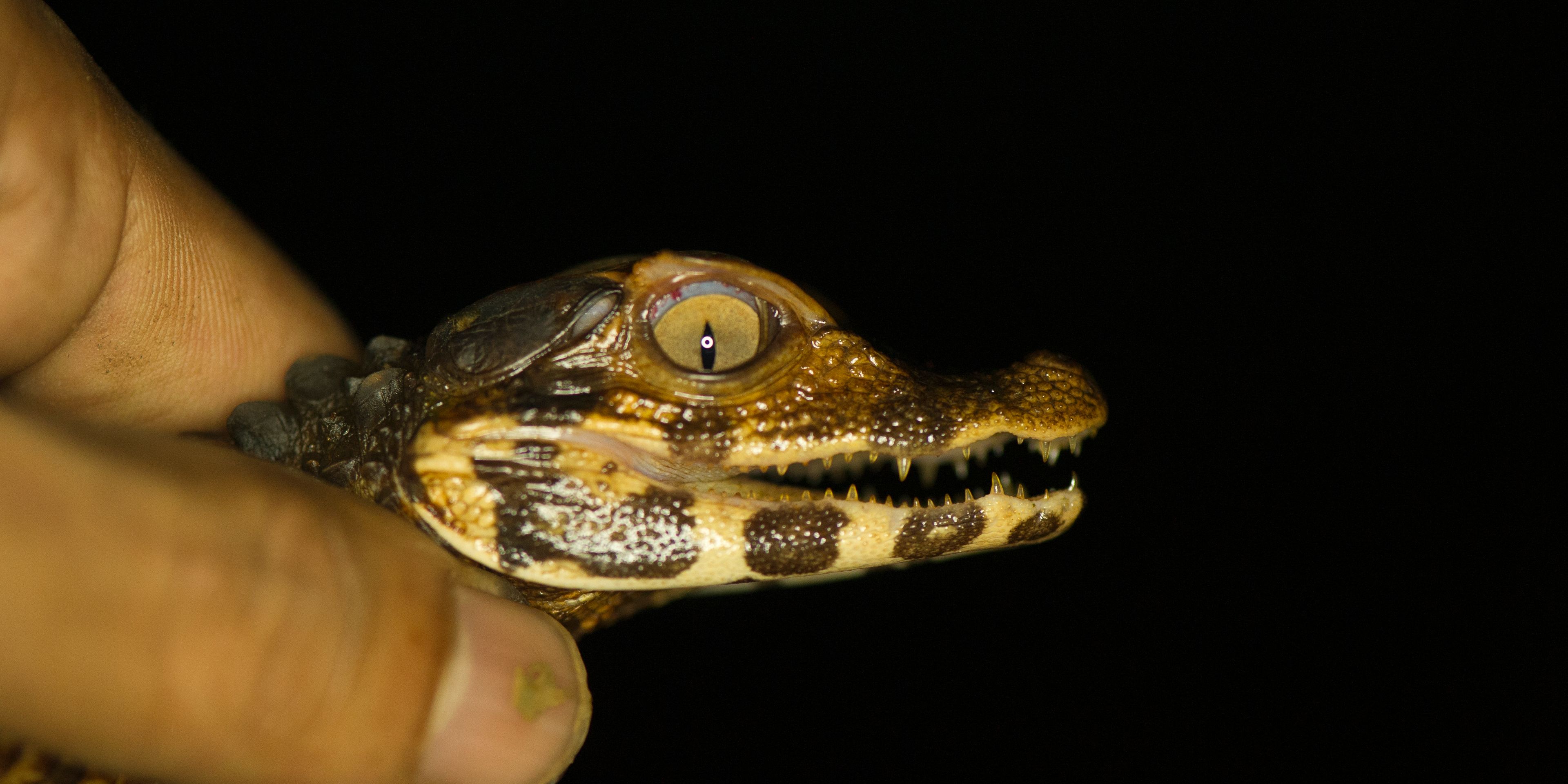 Ein kleines Krokodil wird zur Anschauung von einem Ranger gehalten