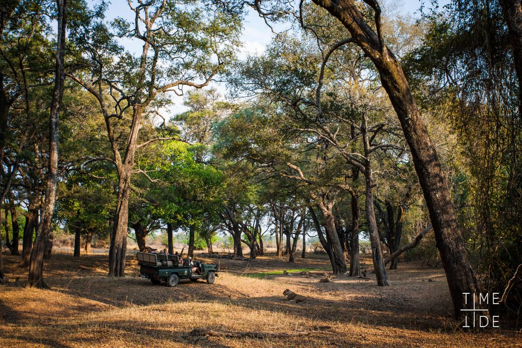 safari-sambia-south-luangwa-lower-zambezi-game-drive-loewen-natucate