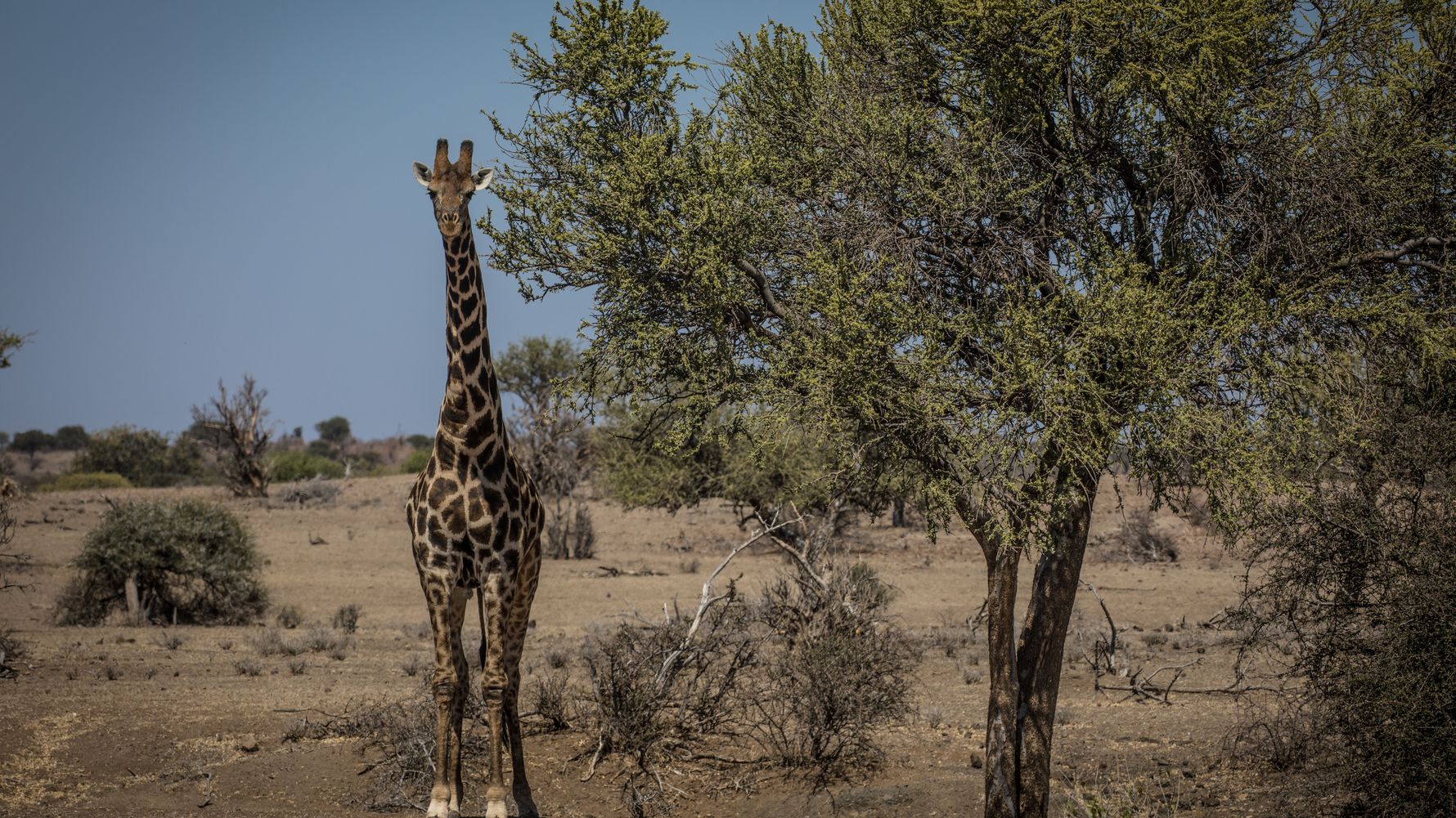 giraffe-afrika