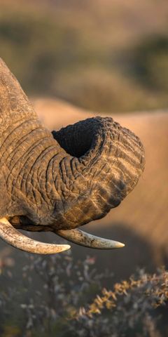 freiwilligenarbeit-sambia-artenschutz-elefanten-natucate