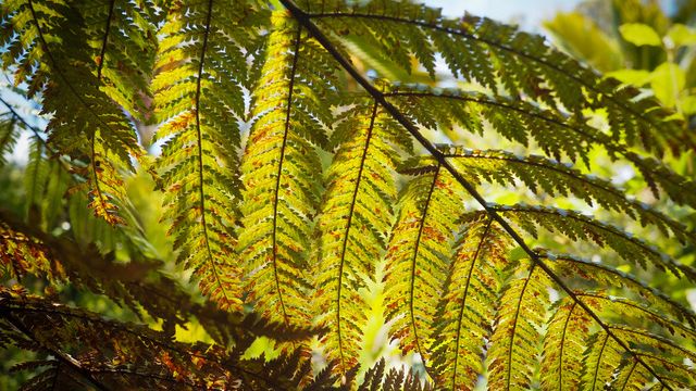 Volunteering nature conservation: Close-up of a fern in New Zealand