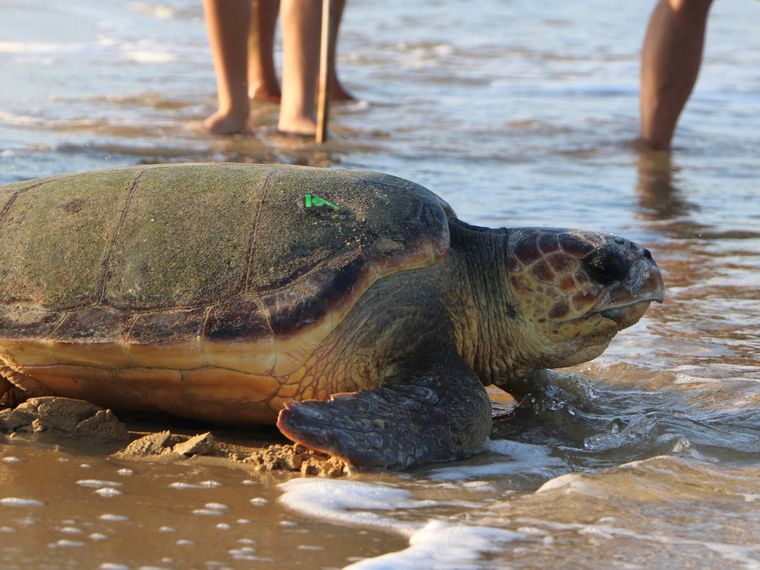 Sea turtle at the beach