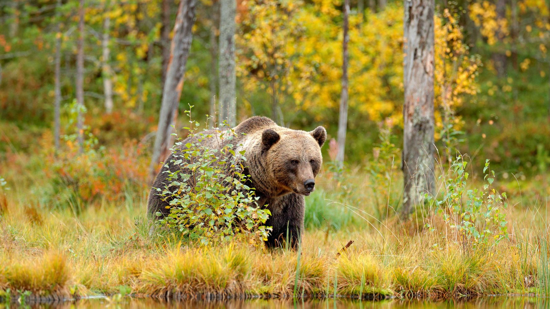 Freiwilligenarbeit Europa: Baer in den Waeldern von Nordeuropa
