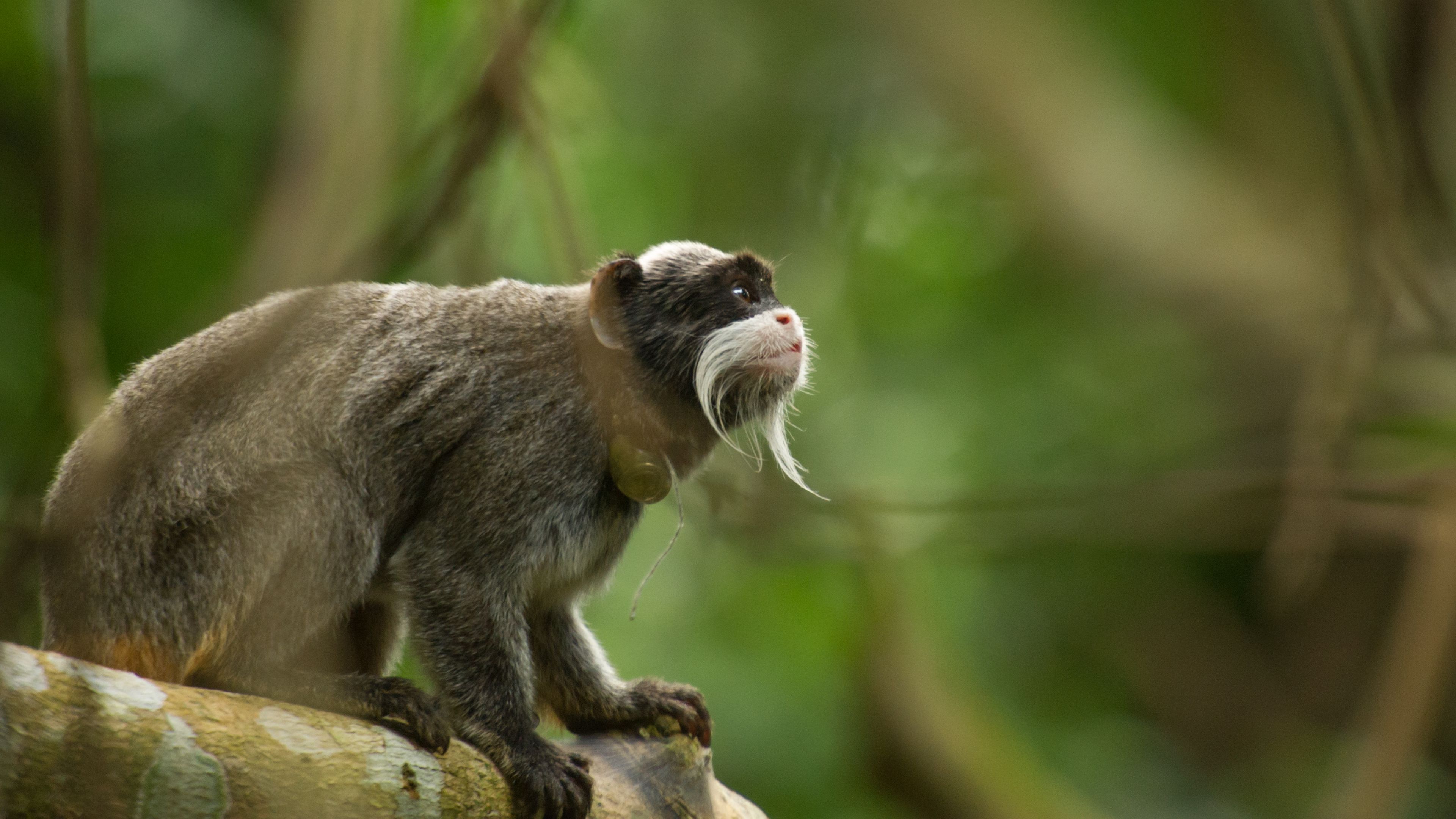 auslandspraktikum-peru-primatenforschung-tamarinaffe-regenwald-natucate