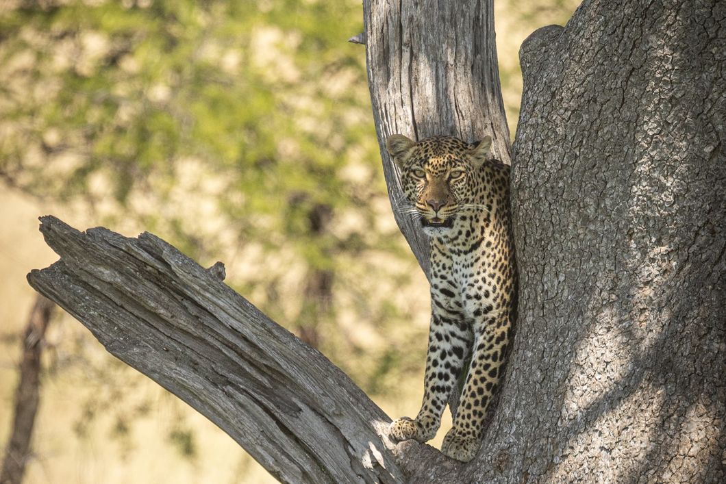 natucate-pwe-tanzania-sayari-leopard