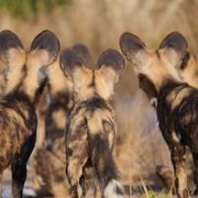 Artenschutz: Eine Gruppe von Wildhunden