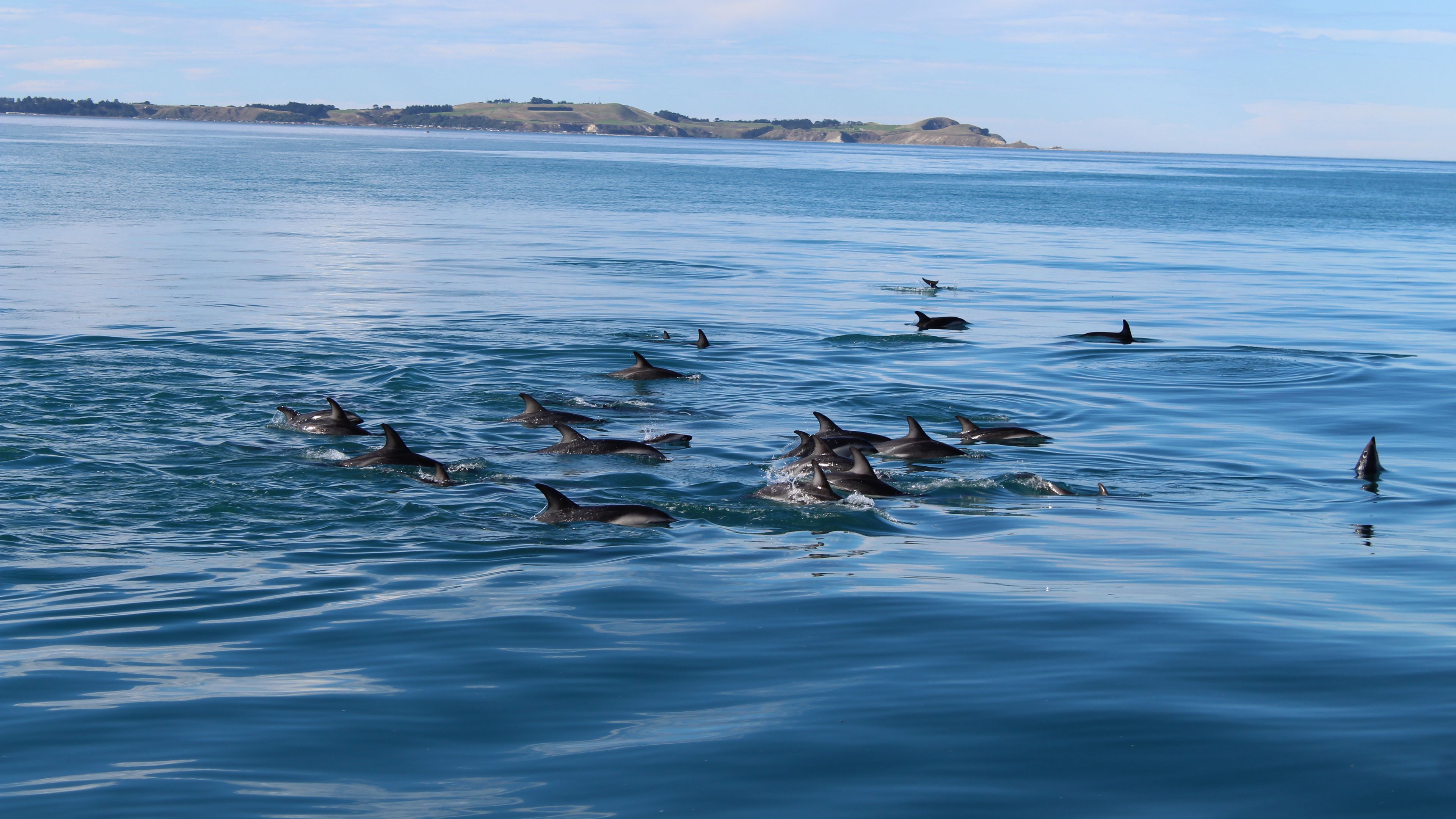 Eine Schule von Delfinen werden zur Delfinforschung beobachtet