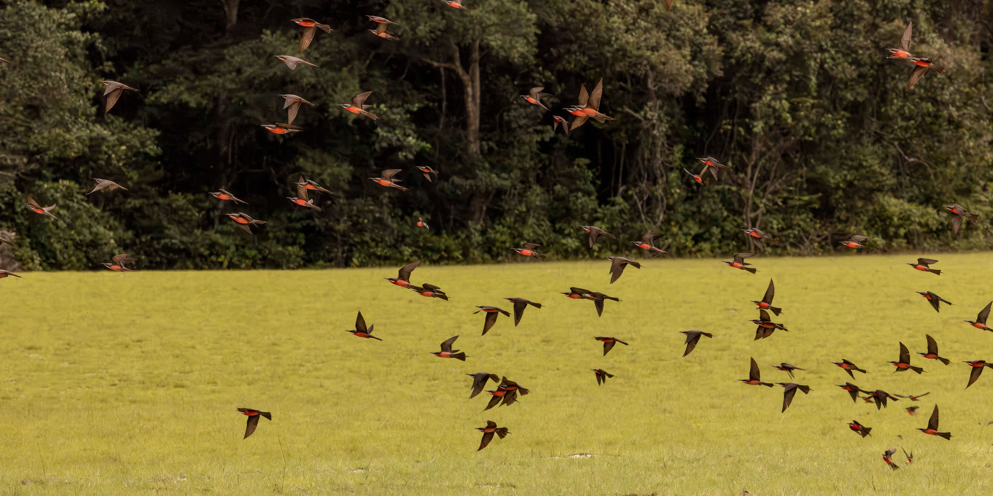 natucate-nature-travel-gabon-wilderness-trails-swarm-birds