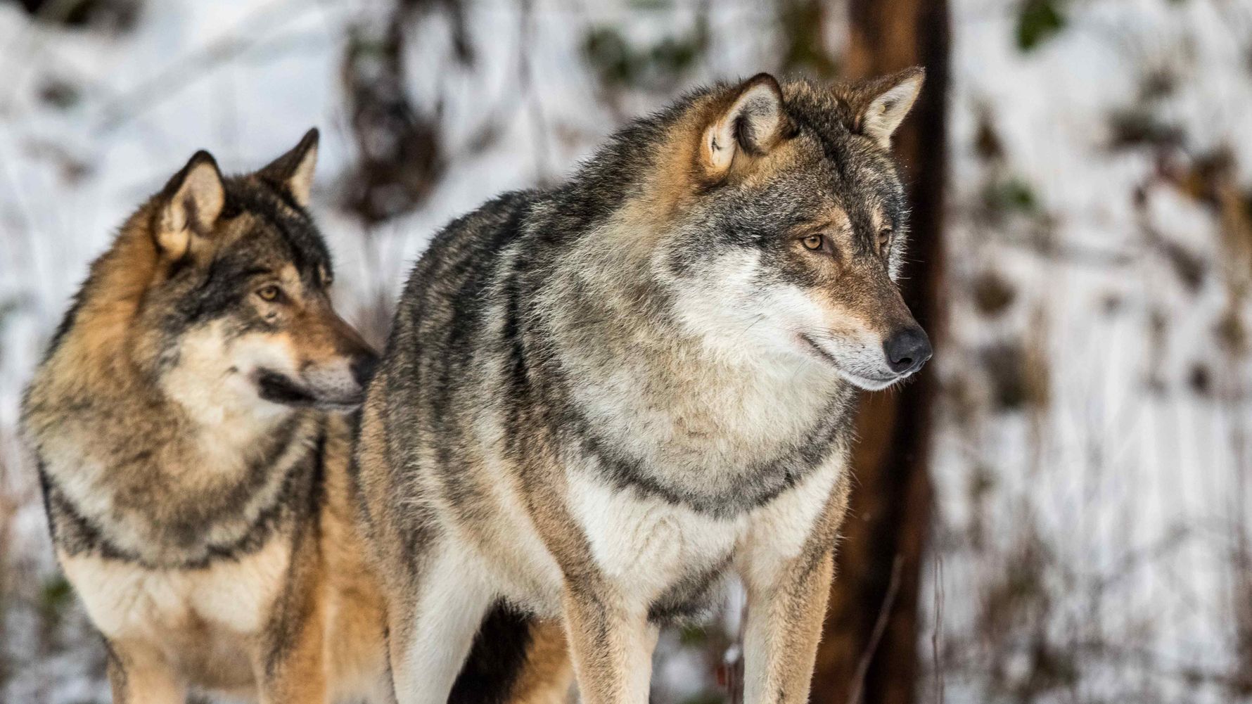 Wolves are living in Slovakia's forests