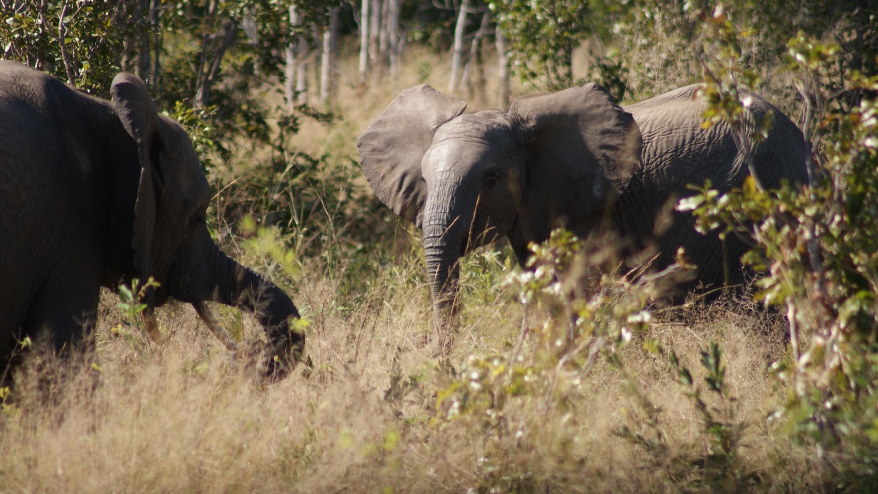 Herd of elephants in the bush