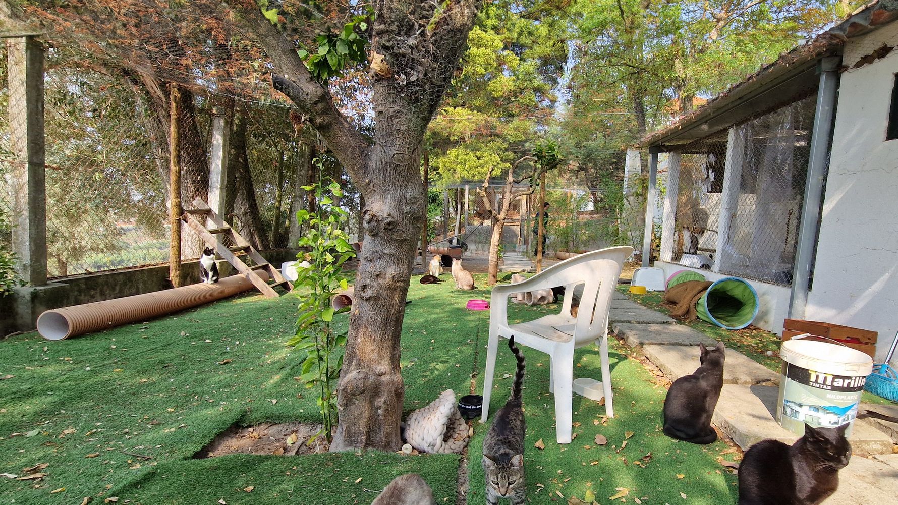 natucate-blog-review-portugal-animal-welfare-meghan-cat-enclosure