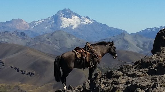 blog-ratgeber-argentinien-patagonien-pferd-natucate
