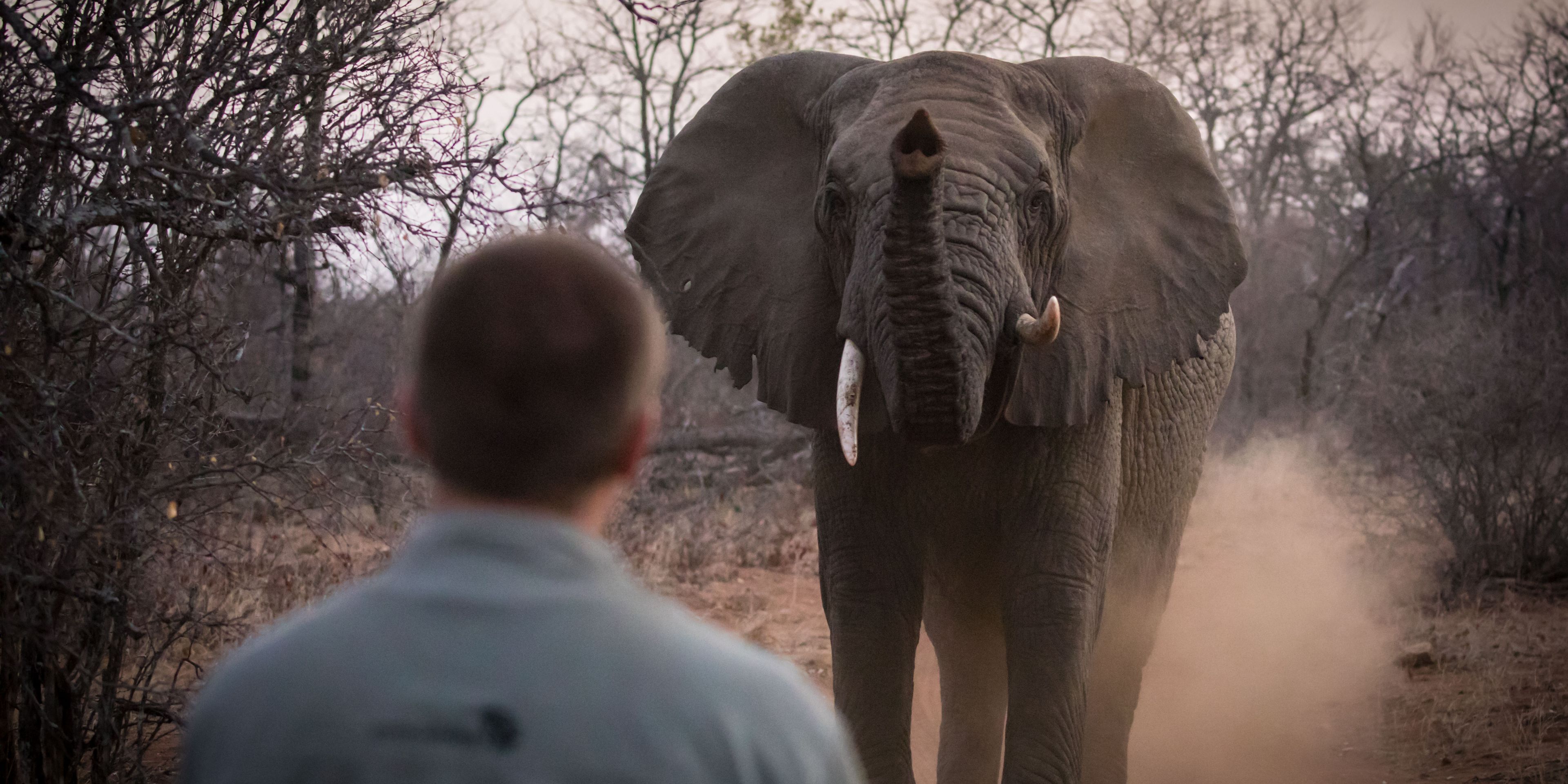 Eine Gruppe von angehenden Rangern beobachtet einen Elefanten in direkter Naehe