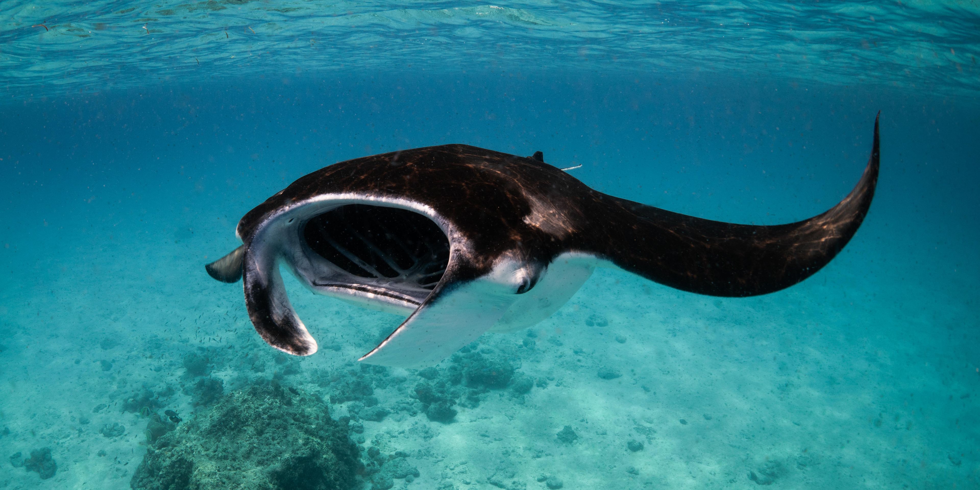 natucate-pwe-maldives-manta-ray