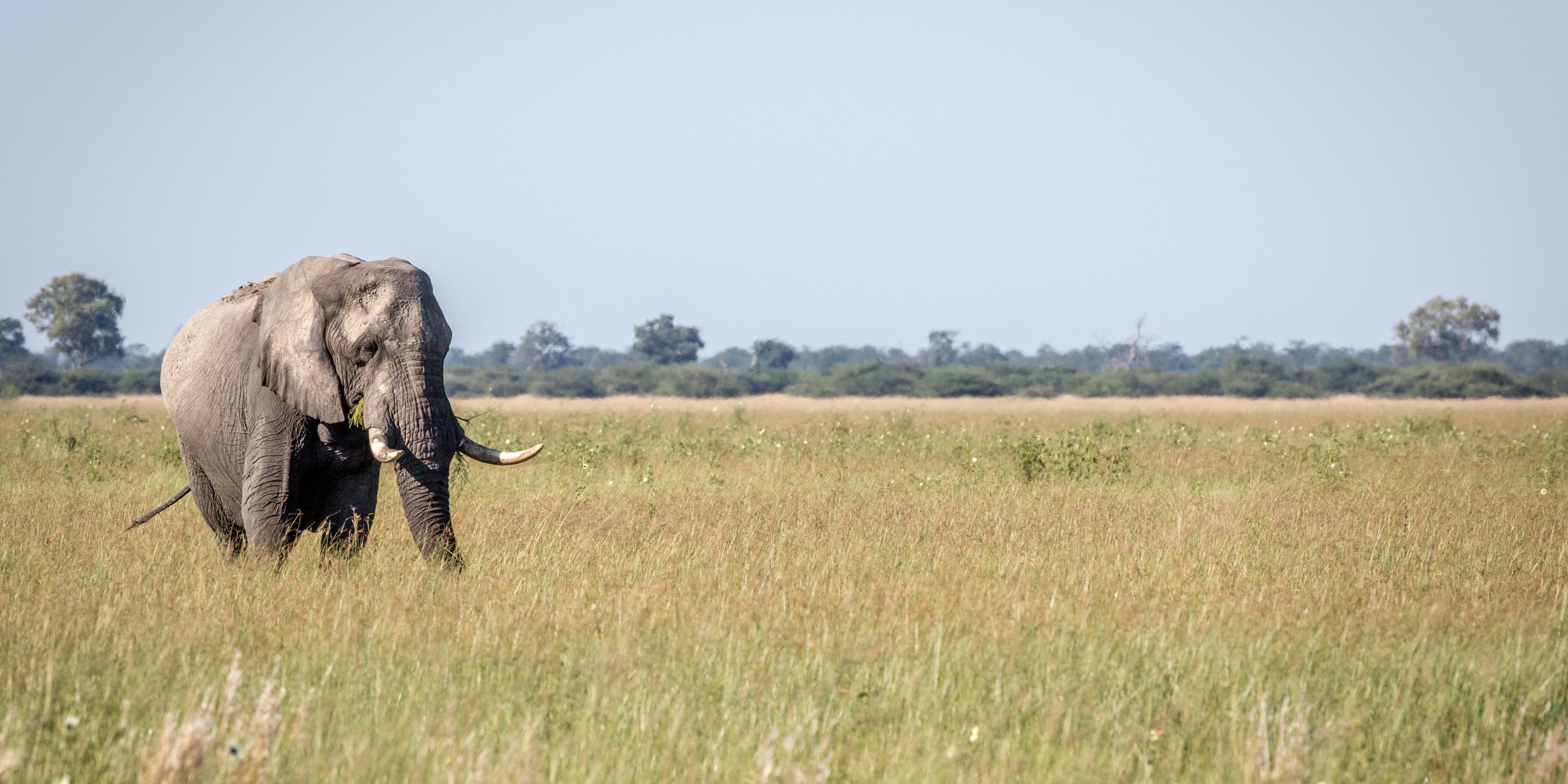 natucate-safari-okavango-delta-expedition-elephant-bull