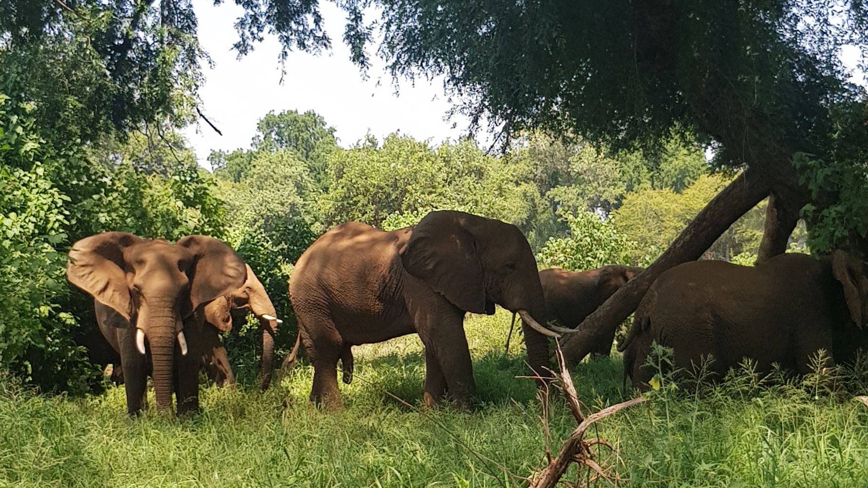 blog-news-projektbesuch-ecoquest-suedafrika-elefanten-busch-natucate