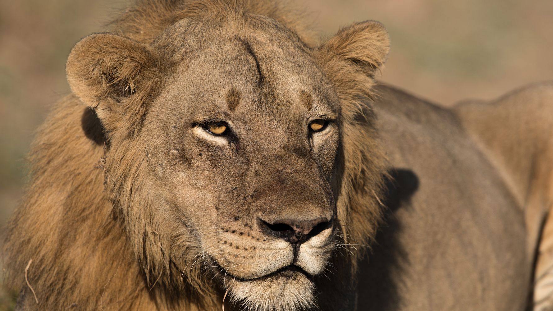 Image of a lion's head in the Southern African savannah