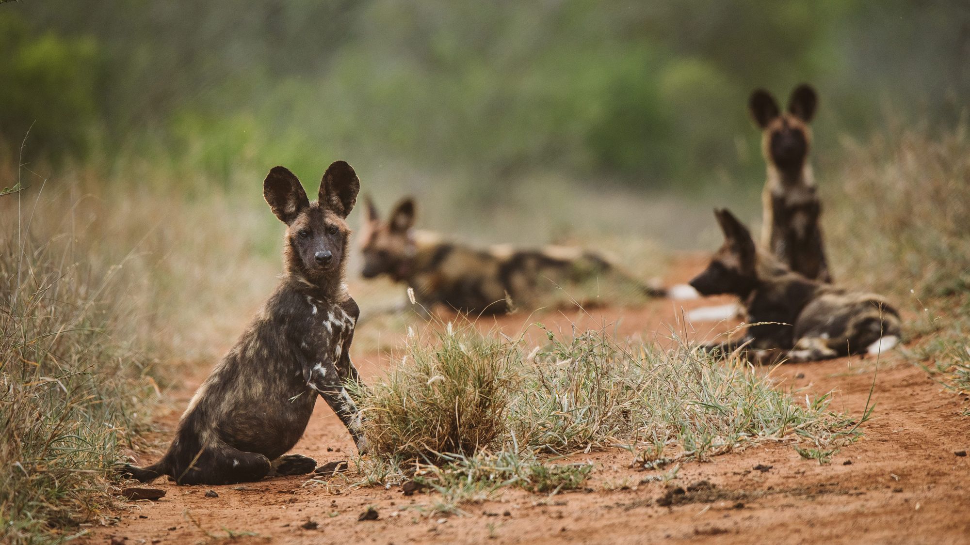 Zwei liegenden und zwei sitzenden afrikanische Wildhunde halten sich gemeinsam in der Savanne auf.