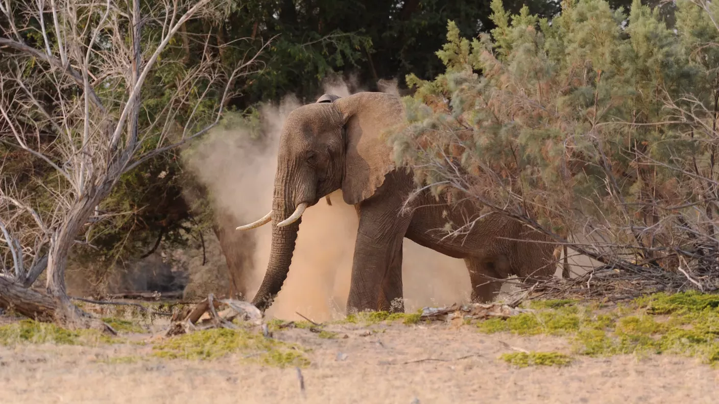 natucate-lp-sabbatical-elefant-staub-wuste