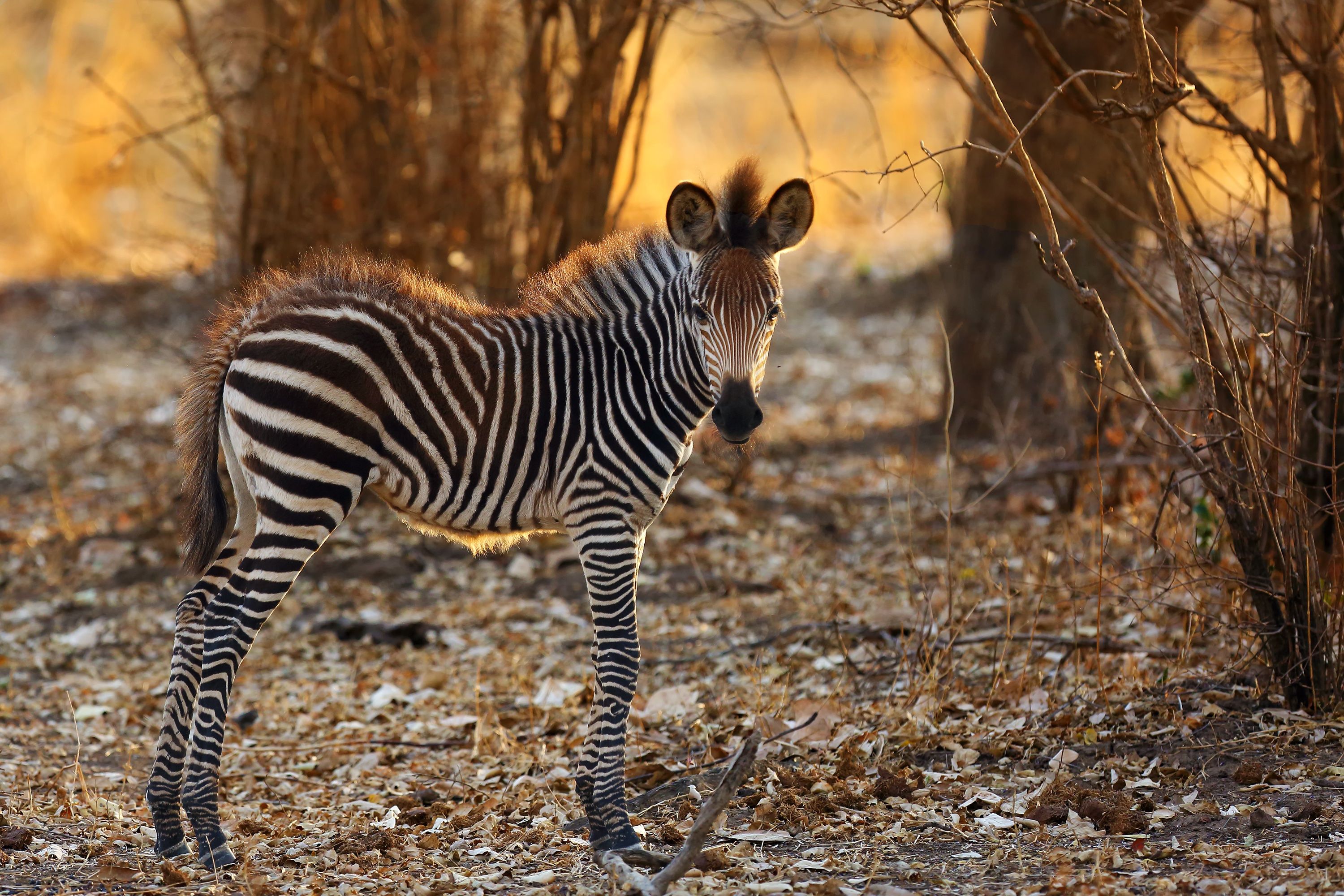 Travel Guide Zimbabwe: Hwange National Park ⋅ Natucate