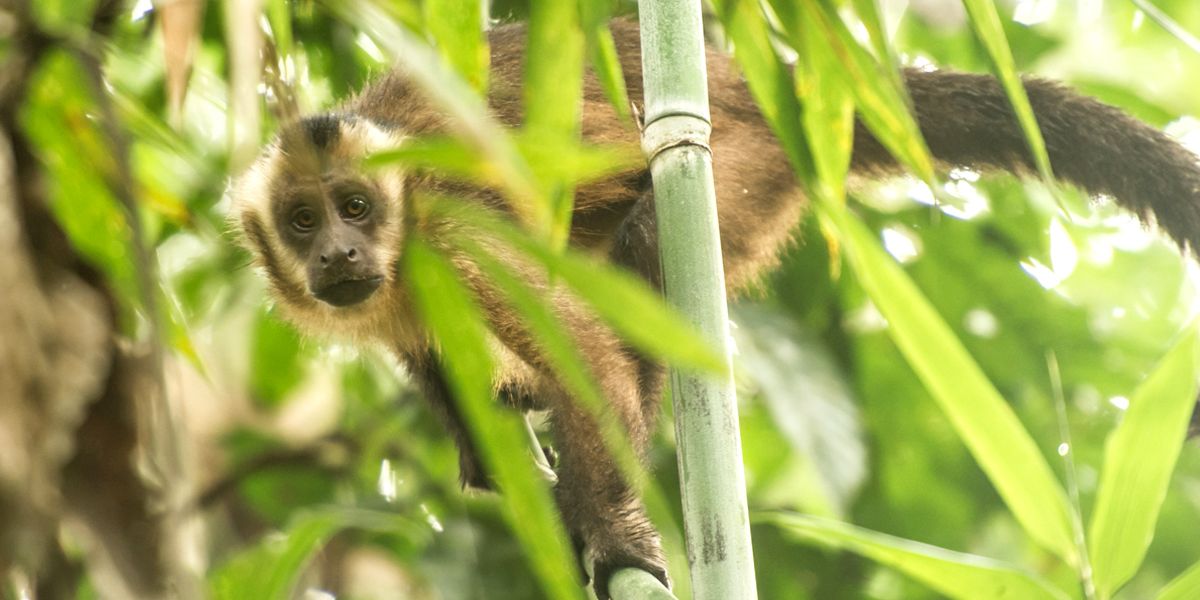 Nahaufnahme eines Affen auf Bambus im Amazonas waehrend eines Rangerkurses