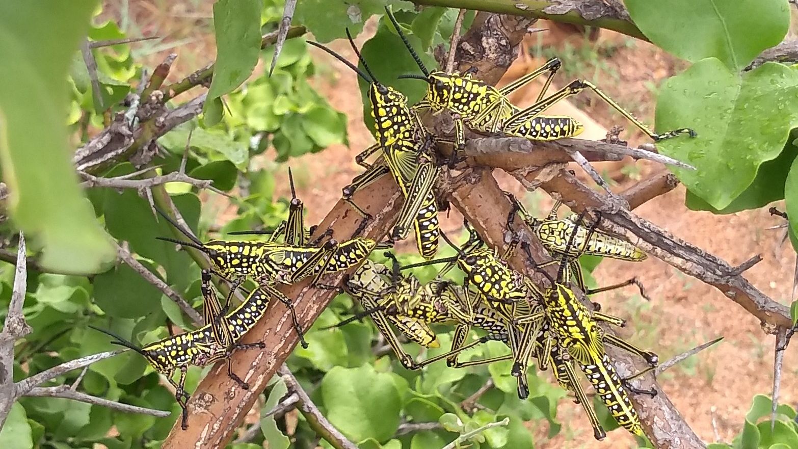 erfahrungsberichte-rangerkurs-field-guide-level-1-suedafrika-marilen-entomologie-natucate