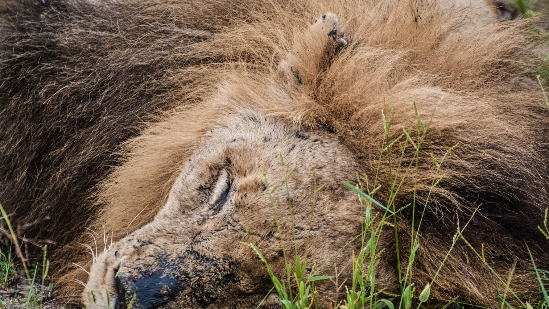 erfahrungsbericht-suedafrika-kundenfotos-rangerausbildung-loewenmaennchen-natucate