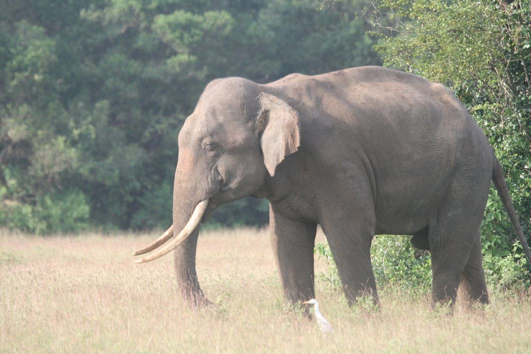 Ein Elefant steht in Sri Lankas Wasgamuwa Nationalpark und frisst.