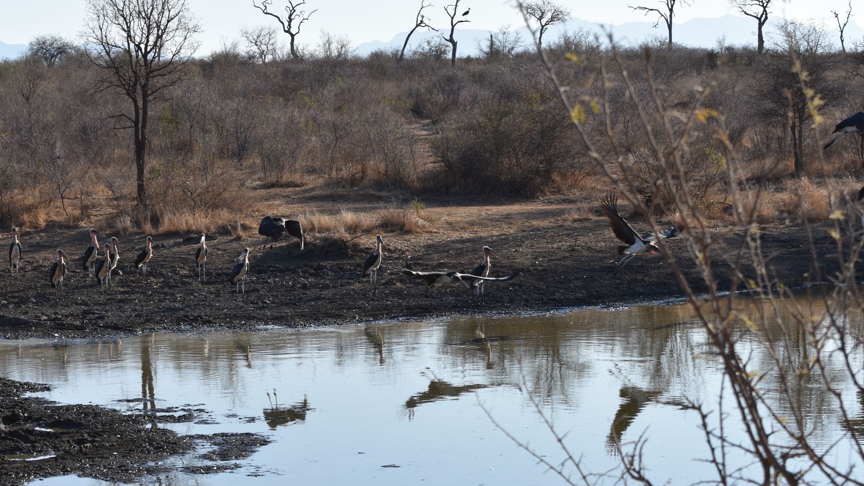 Fluss mit Vögeln in Südafrika