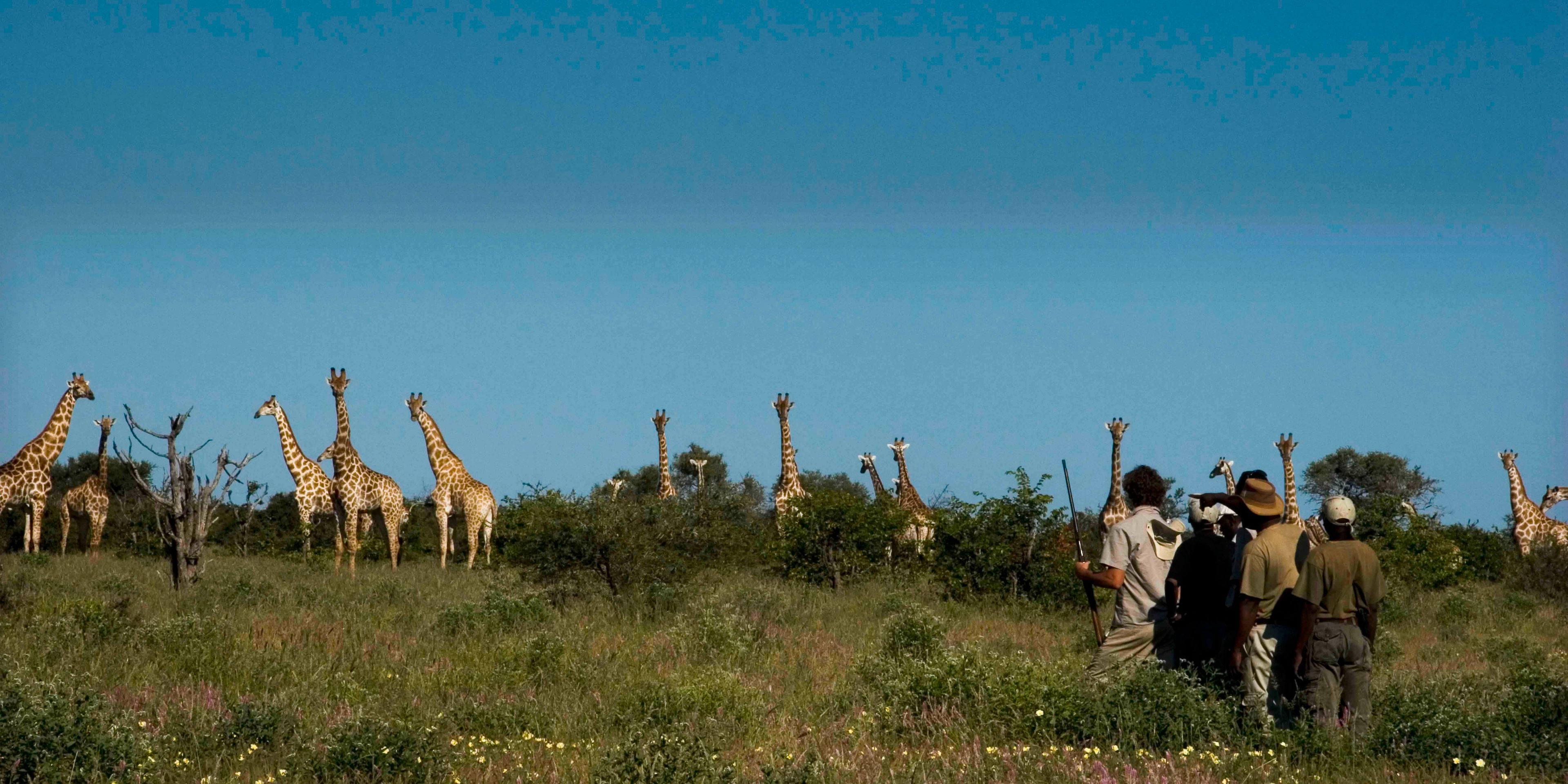 Die Studenten des Rangerkurses wandern im Rahmen einer Pirschwanderung in direkter Naehe einer Giraffenherde