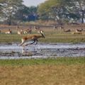 sambia-laenderinformationen-kafue-national-park-natucate