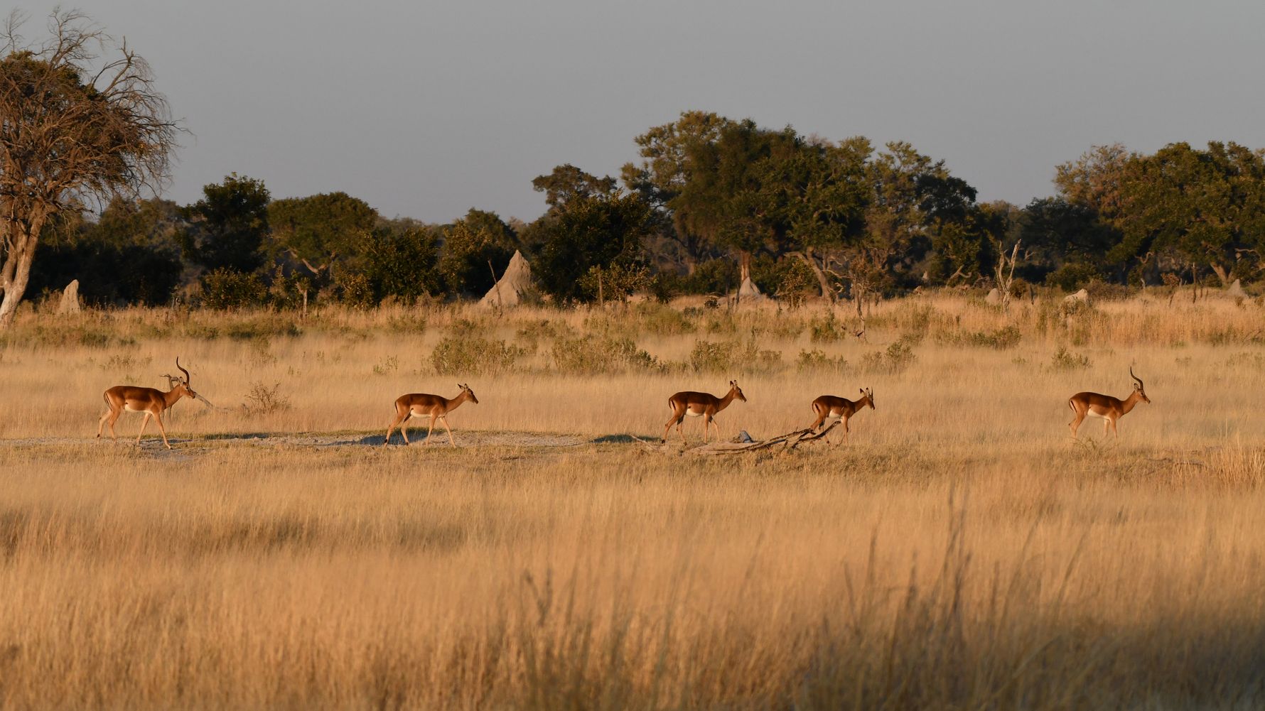 natucate-blog-africa-golden-hours-antelopes