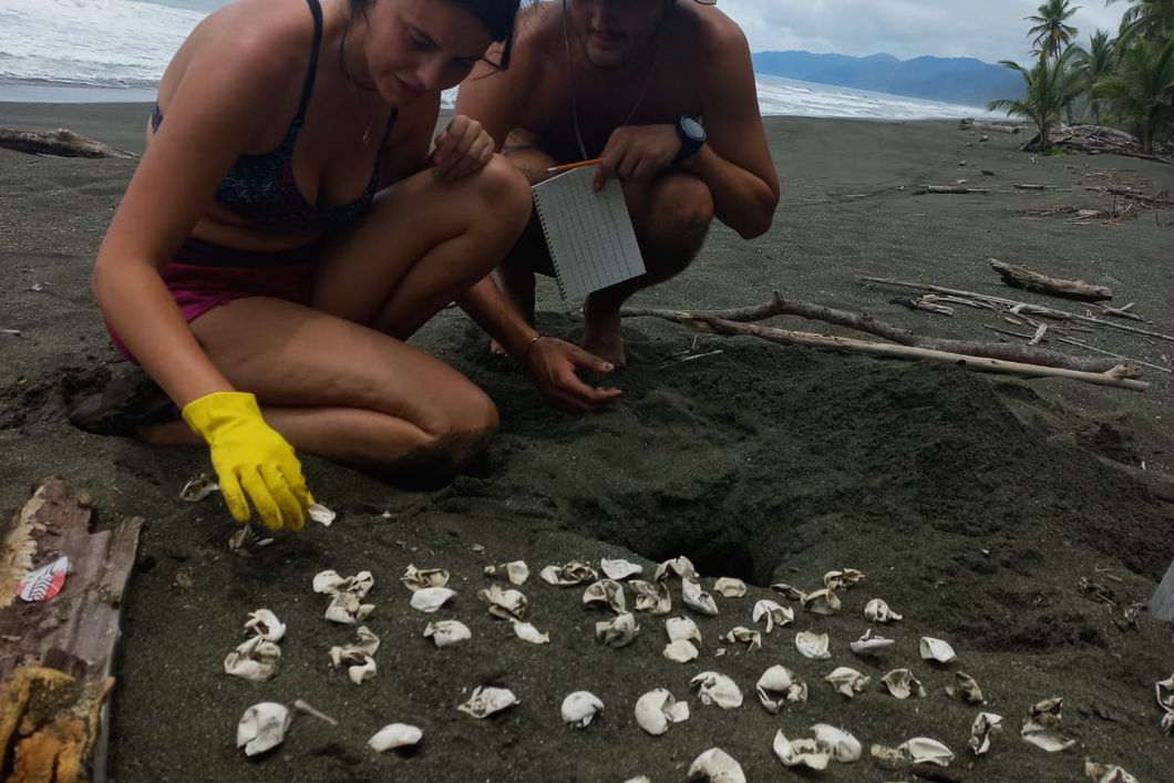 natucate-freiwilligenarbeit-costa-rica-schildkroten-rio-oro-schalen