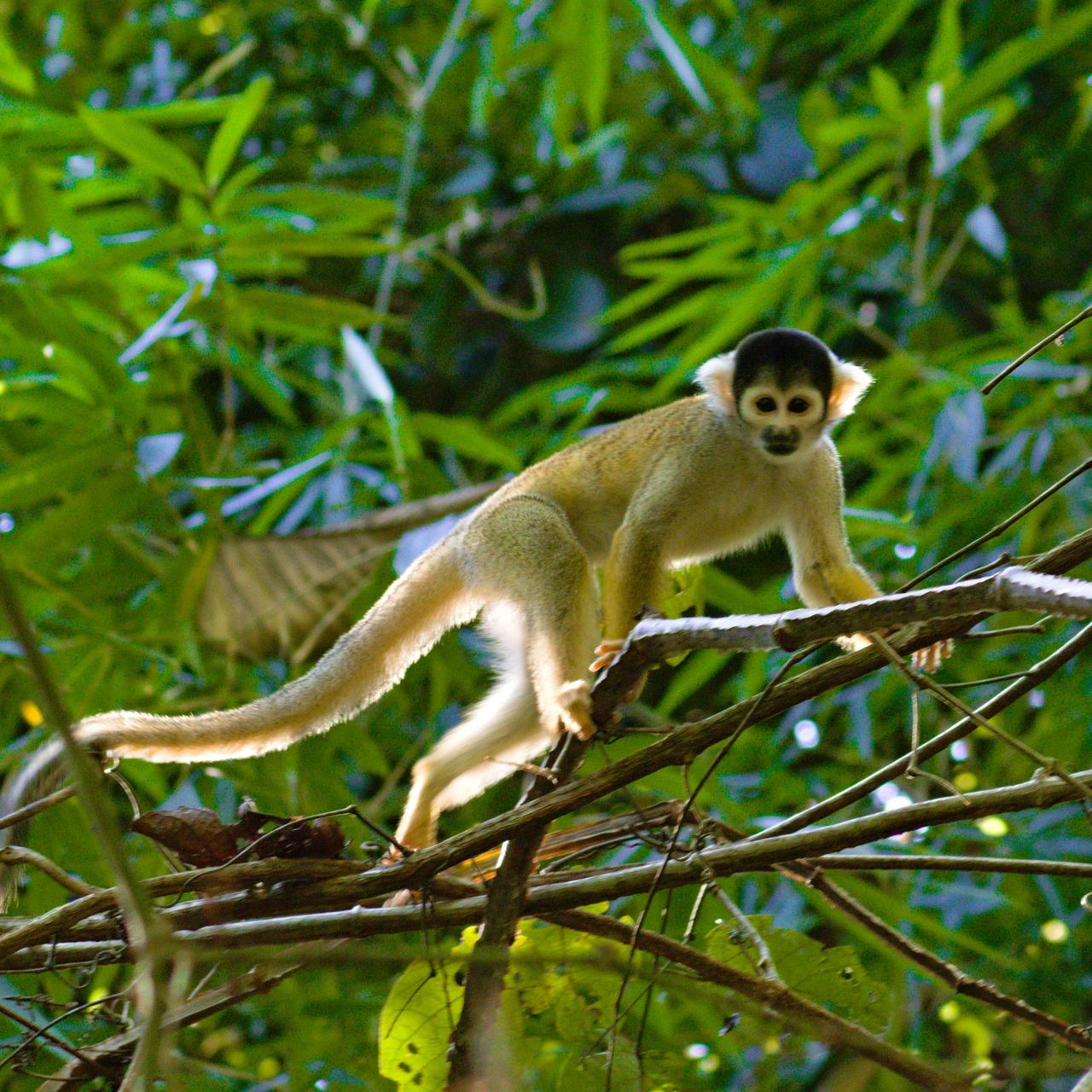 erfahrungsbericht-auslandspraktikum-peru-primatenkommunikation-lydia-affe-baum-natucate