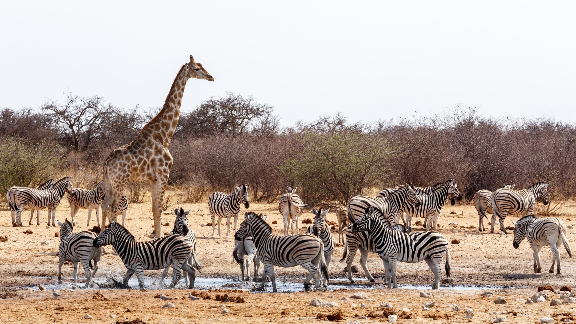 natucate-safari-namibia-etosha-south-waterhole-wildlife-giraffe-zebra