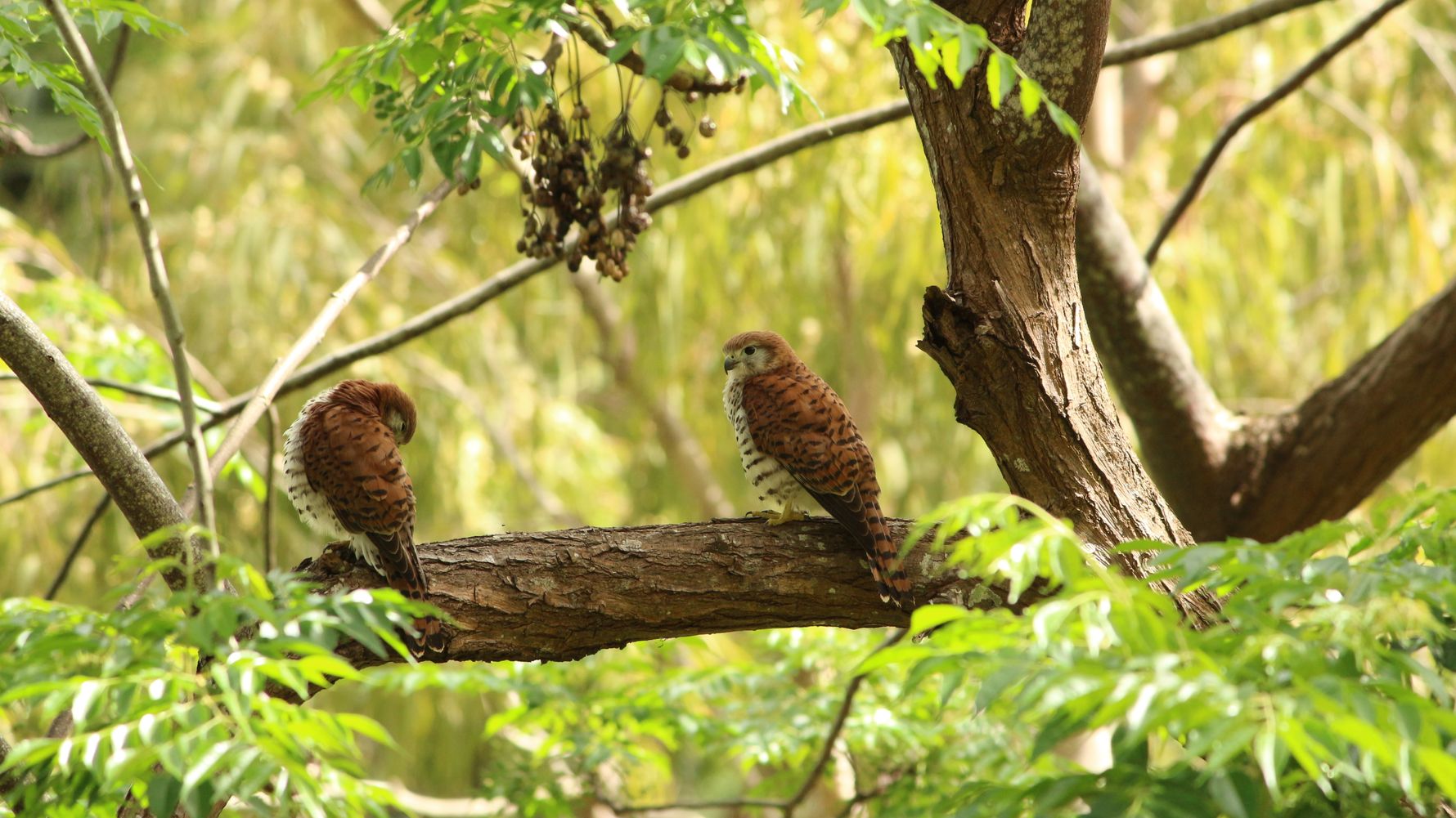 blog-ratgeber-mauritius-kestrel-valley-mauritius-falke-natucate