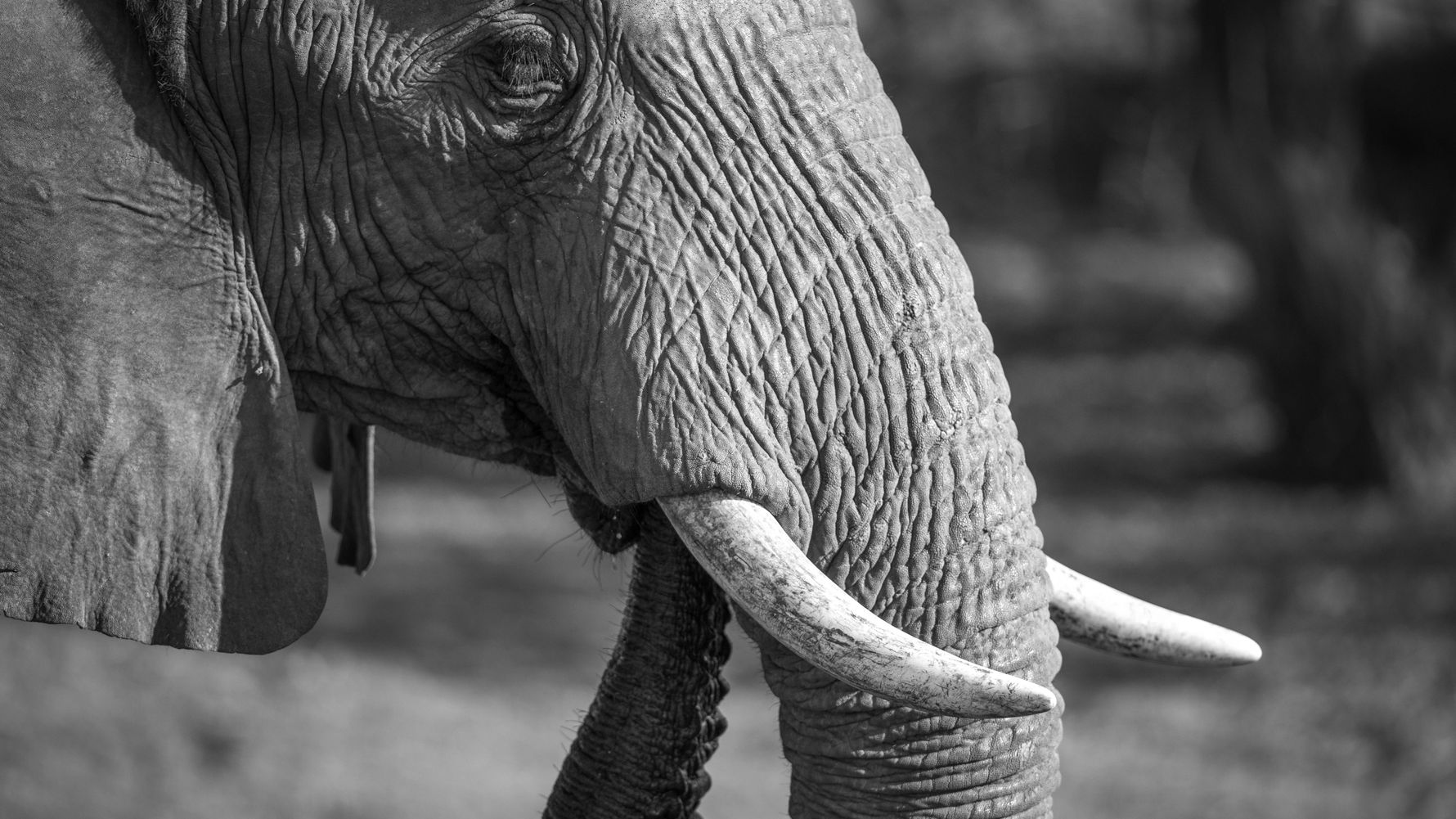 blog-wissen-elefanten-7-fun-facts-stosszaehne-ruessel-natucate