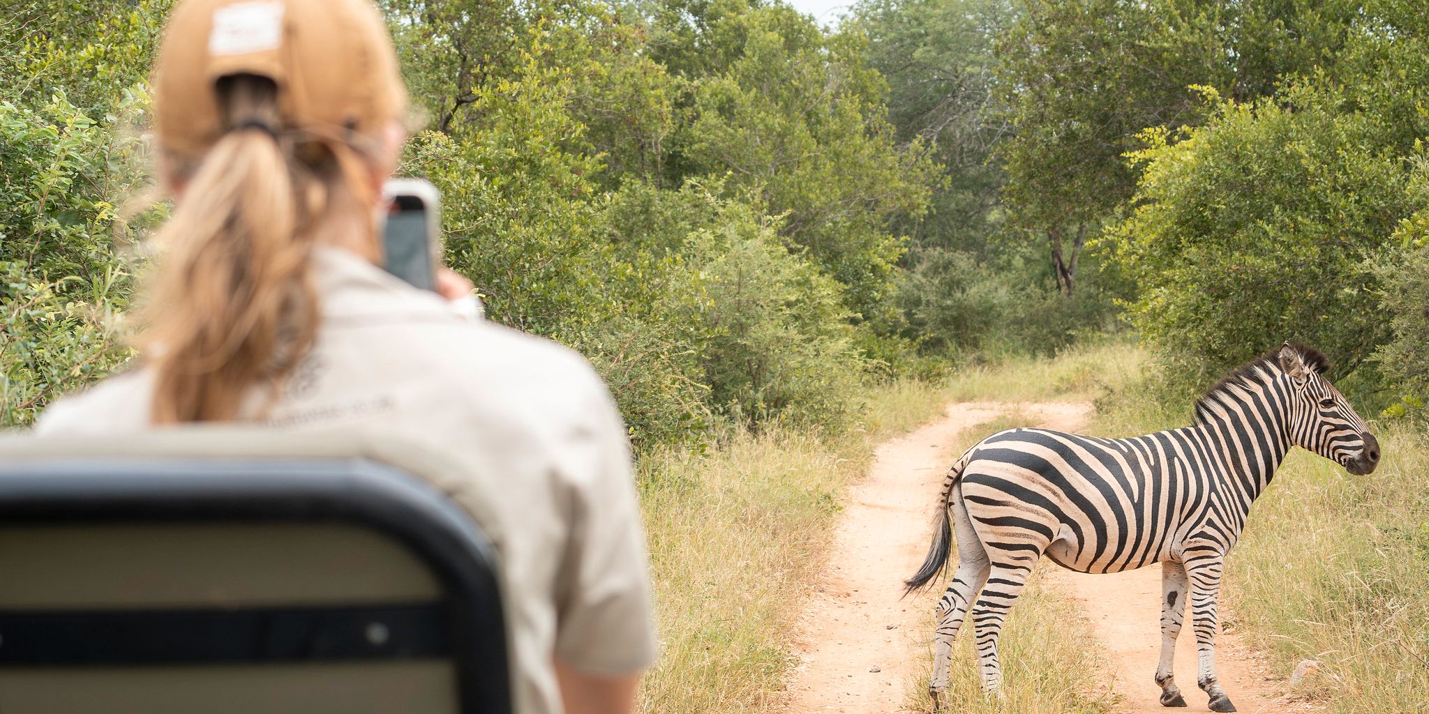 natucate-guide-courses-bw-south-africa-game-drive-zebra