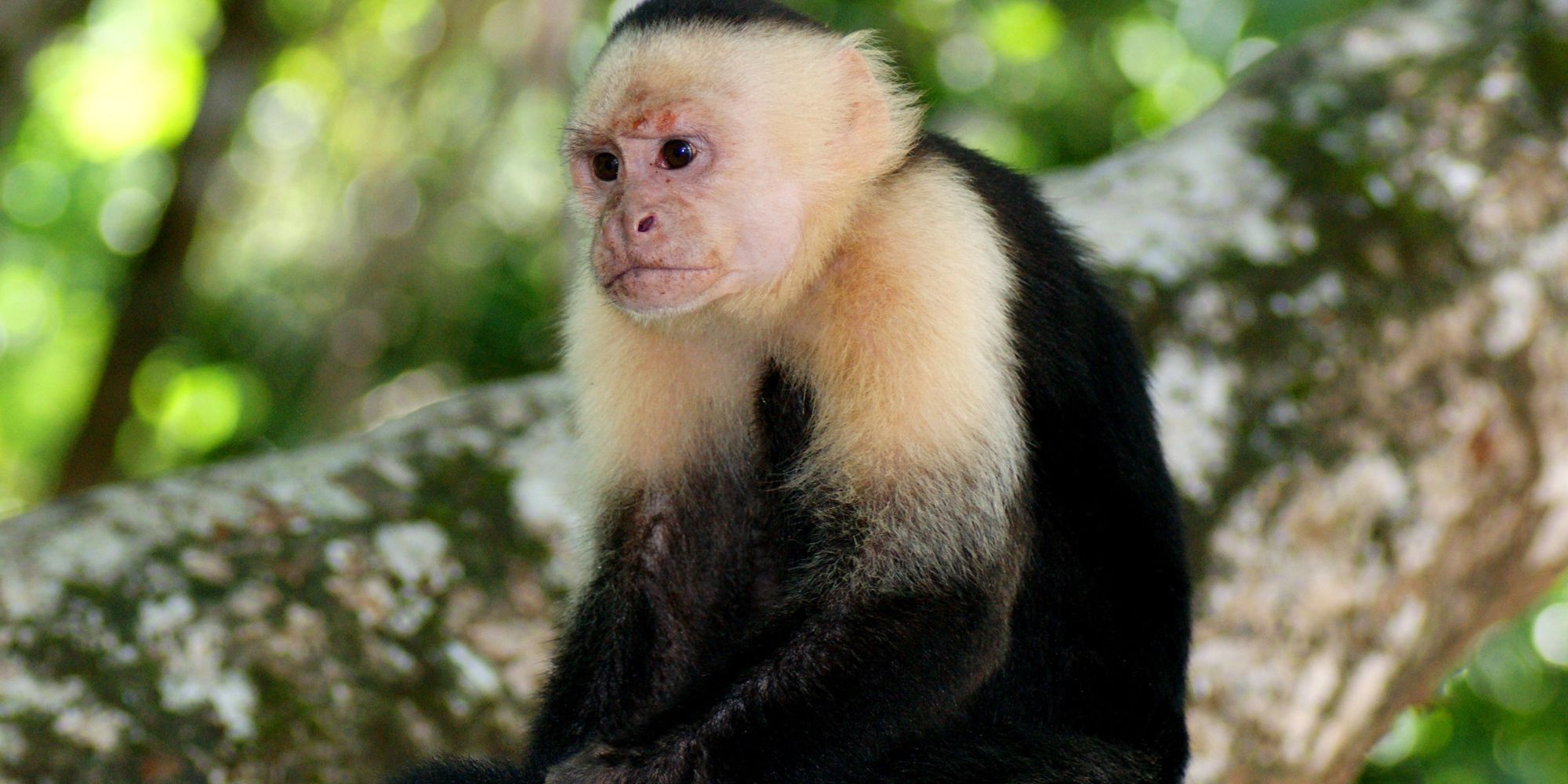 ckurs-peru-primatenverhalten-und-wildtierbiologie-apuchins-monkey-natucate