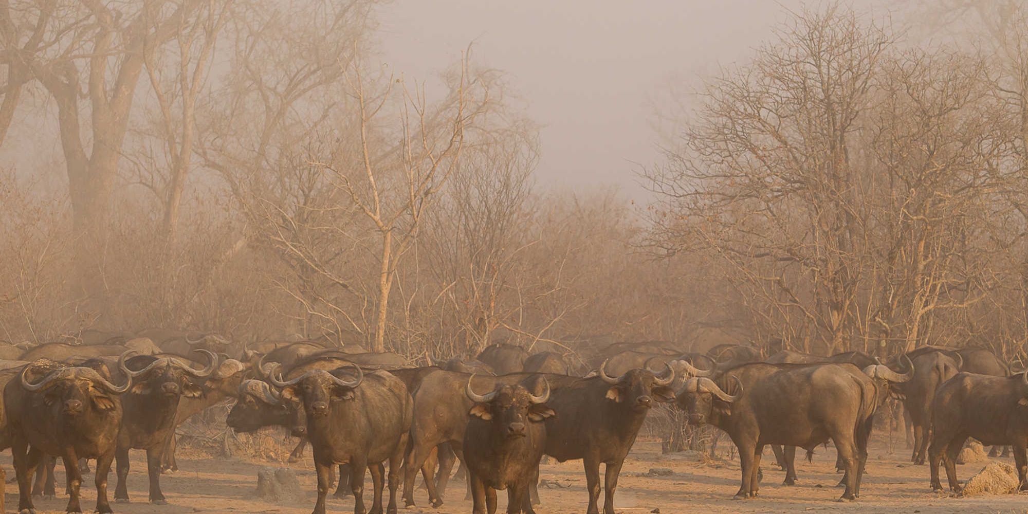 natucate-safari-simbabwe-off-the-beaten-path-nkonzo-bush-camp-wildbeest