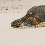 blog-erfahrungsberichte-seychellen-north-island-artenschutz-sandra-schildkroete-natucate