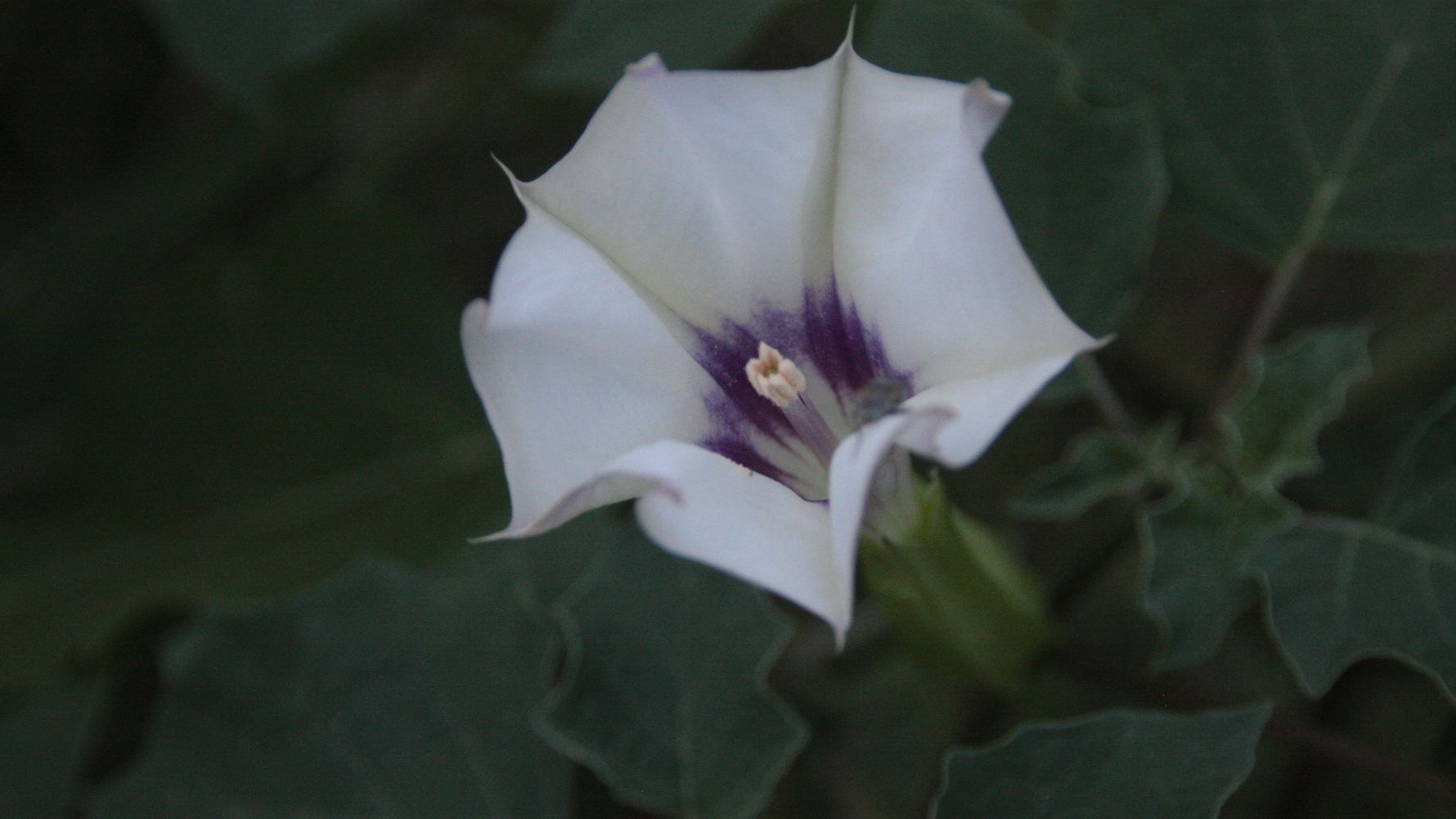 naturreise-suedafrika-erfahrungsbericht-ecoquest-kundenfotos-blume-natucate
