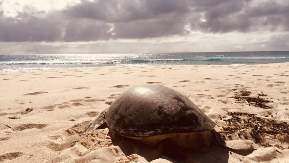 freiwilligenarbeit-seychellen-artenschutz-erfahrungsbericht-kundenfotos-natucate