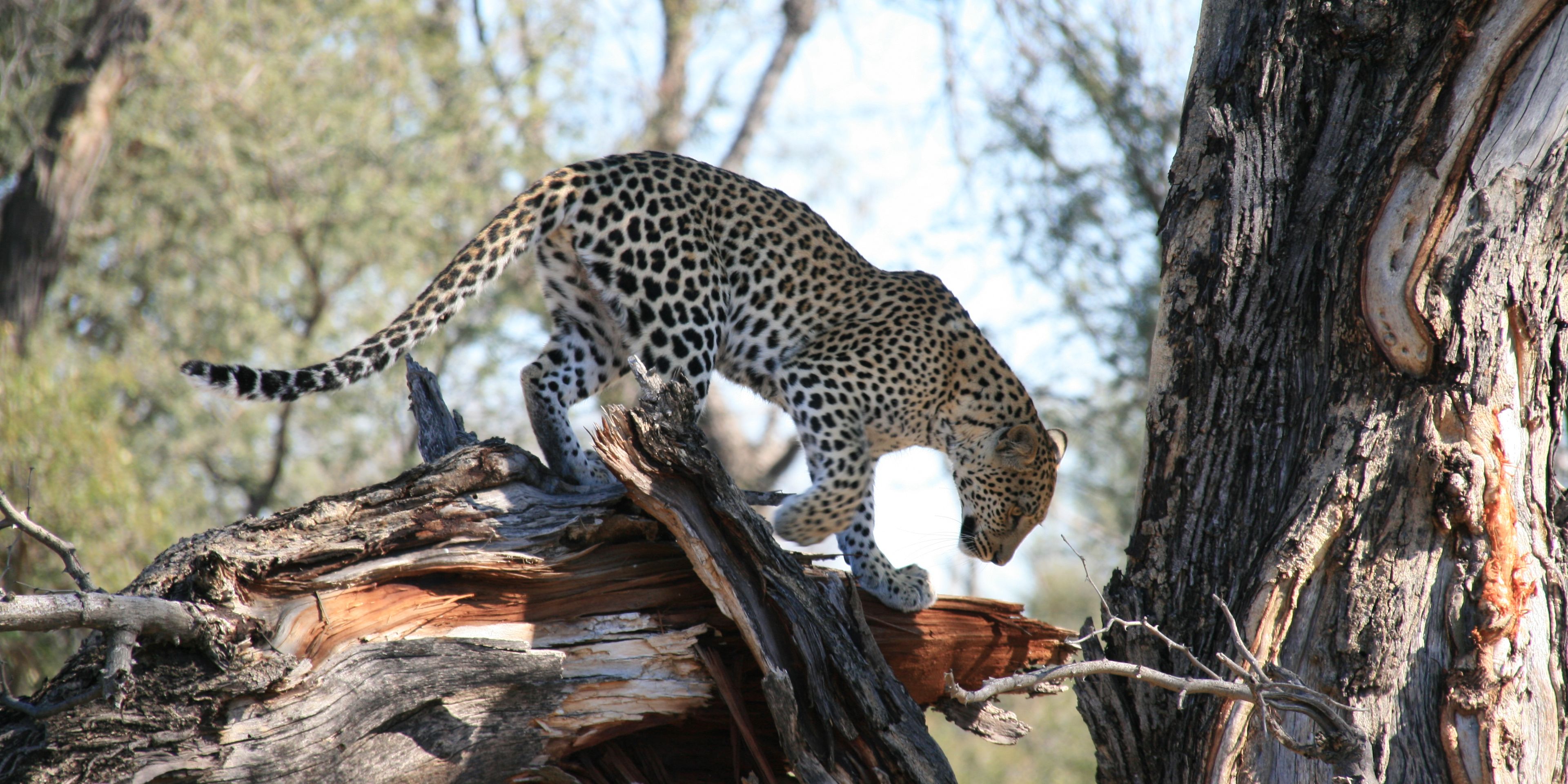Ein Leopard klettert leichtfuessig ueber totes Gehoelz und Baeume