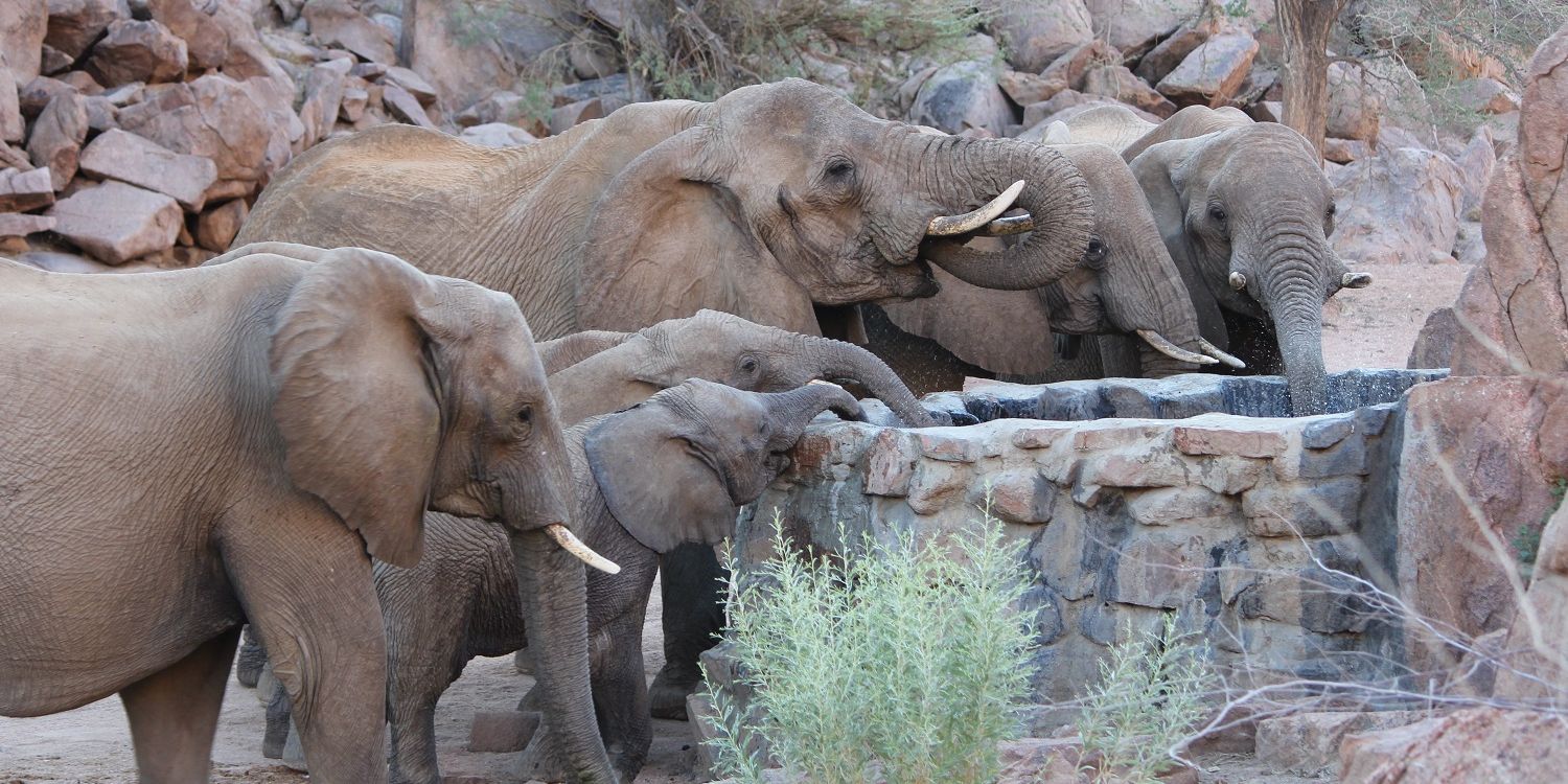 sabbatical-suedliches-afrika-namibia-field-guide-level-1-freiwilligenarbeit-elefanten-natucate
