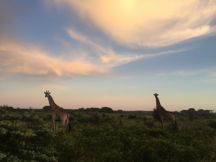 Zwei Giraffen stehen in der afrikanischen Savanne