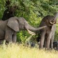 natucate-laenderinformation-tansania-ruaha-elefanten