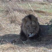 erfahrungsberichte-safari-guide-rangerausbildung-loewe-natucate
