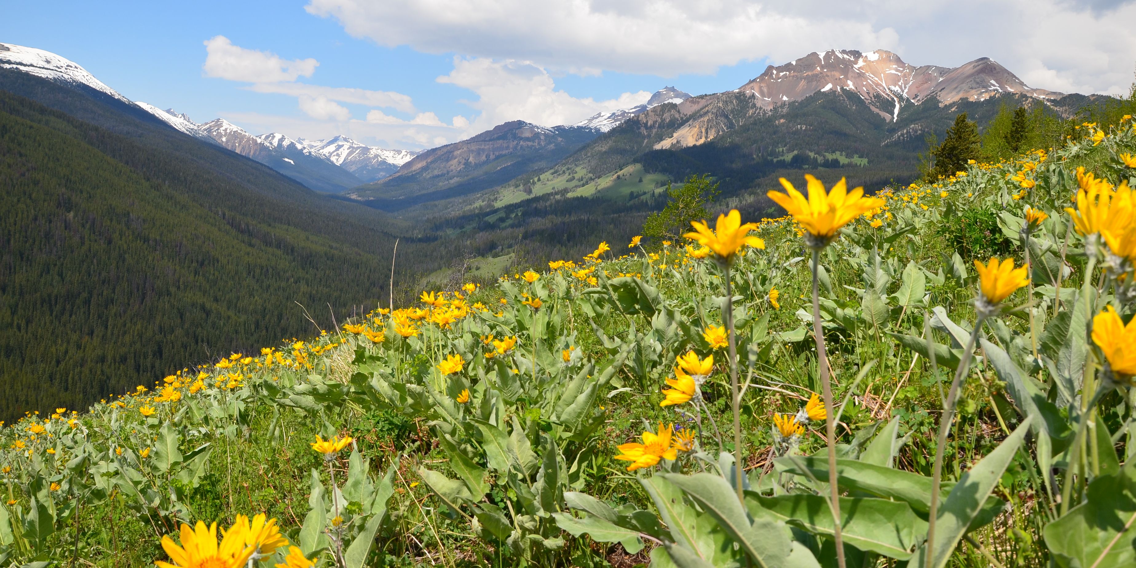 Kanadische Flora zur Naturkunde waehrend der Rangerausbildung