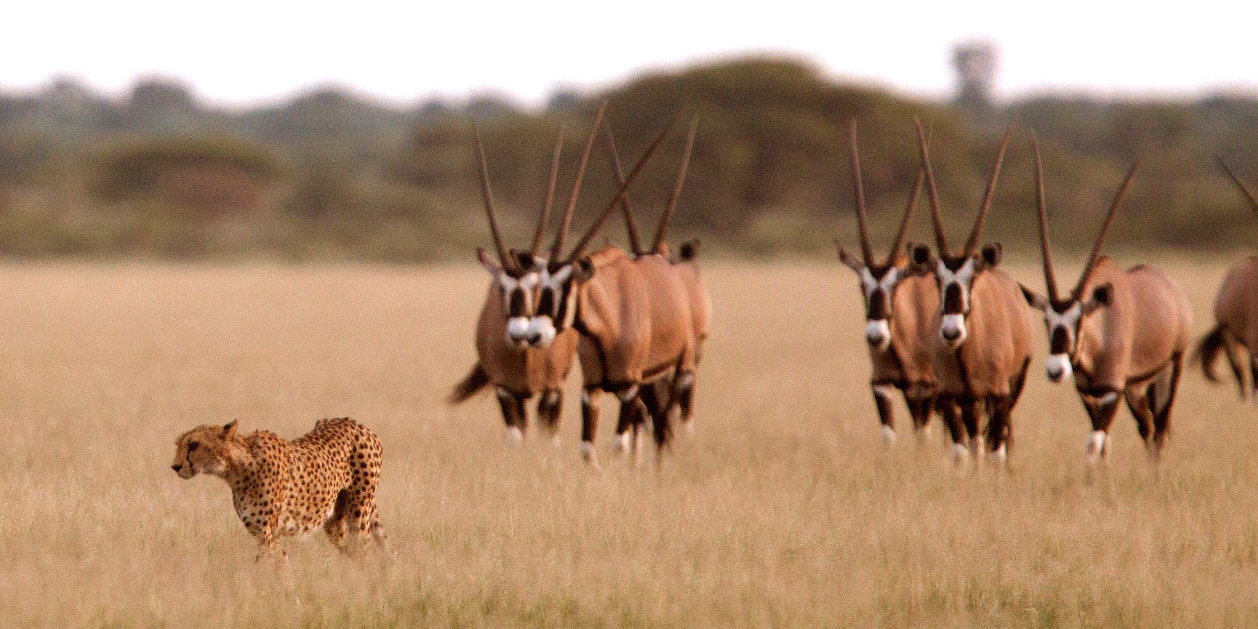 safari-botswana-okavango-delta-northern-highlights-cheetah-natucate